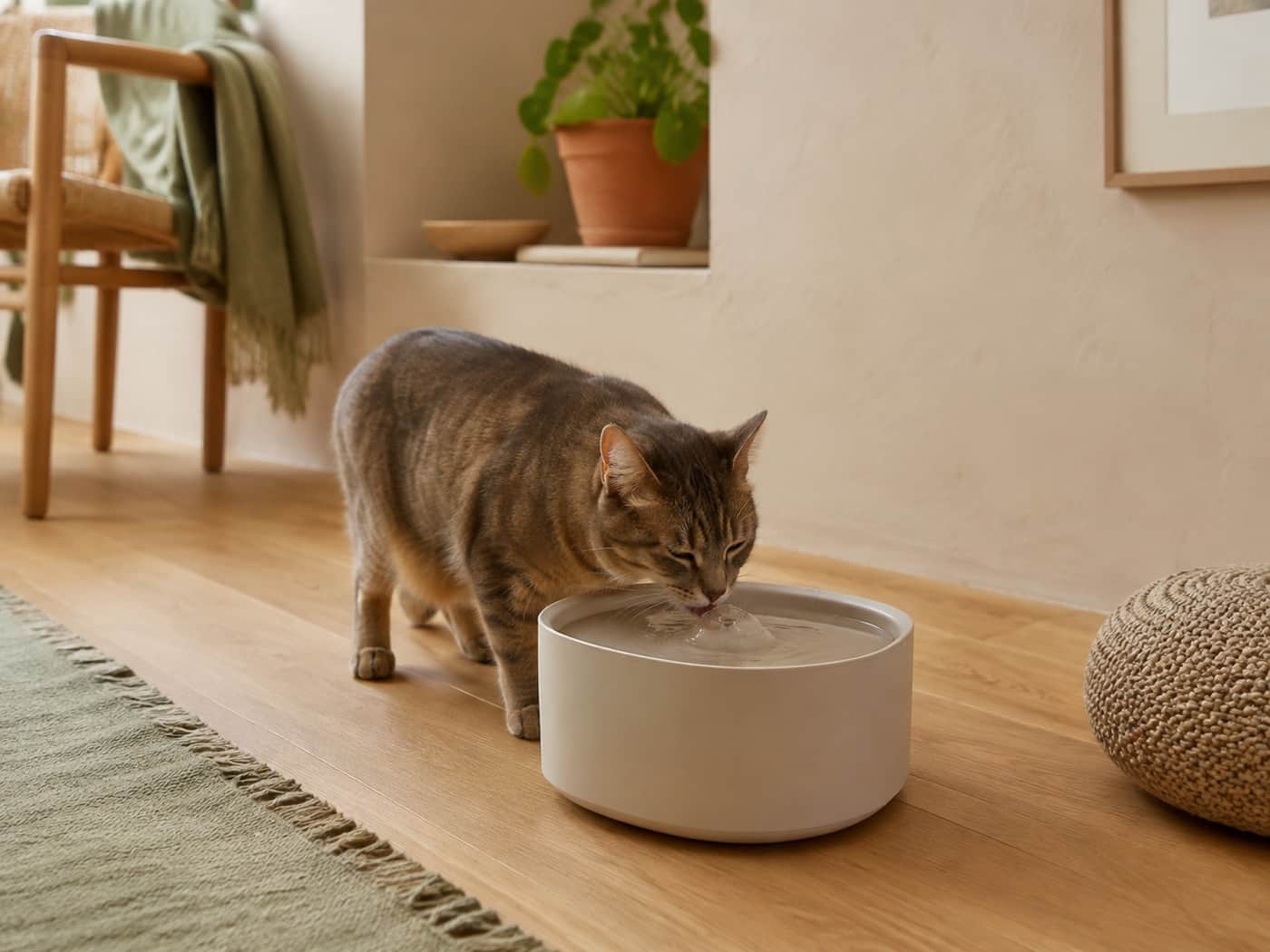 Chat près d’une fontaine à eau dans un intérieur lumineux